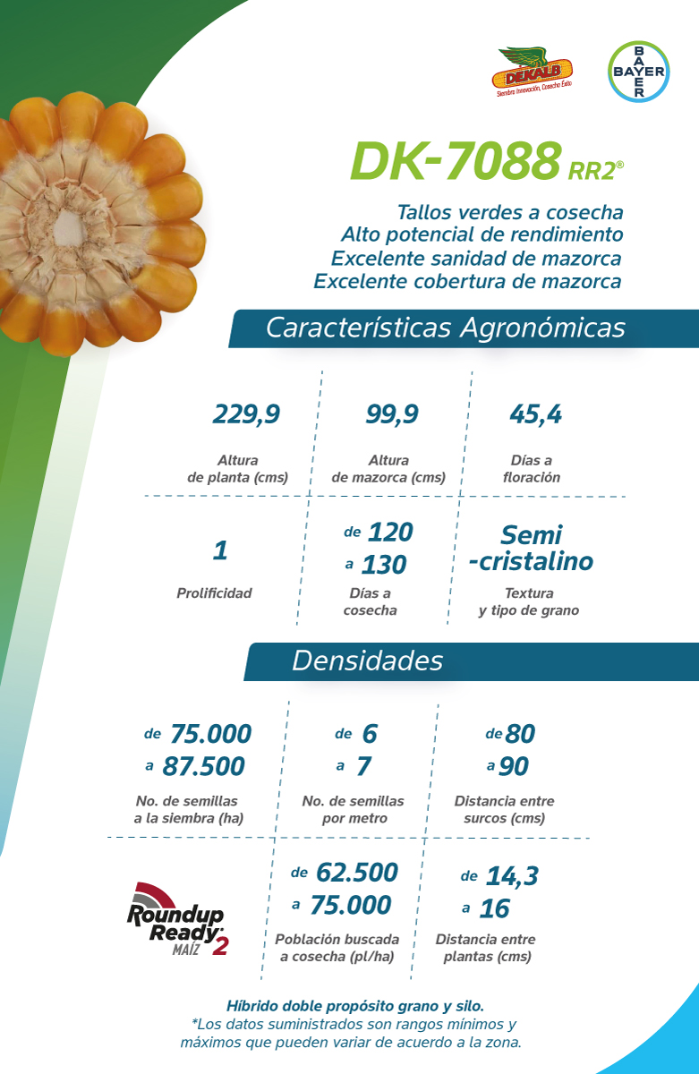 DK-7088 RR2 | Semilla de maíz DEKALB® Honduras